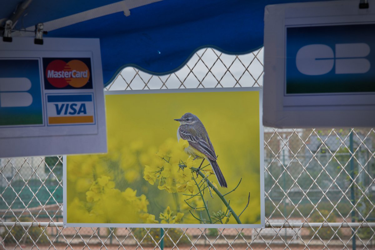 Une photographie d'oiseau de Paul Bienvenu accrochée près de logos de cartes bancaires.